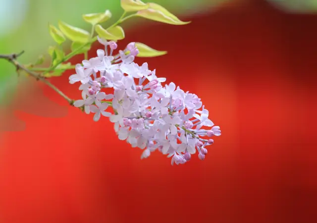 Beijing Fayuan Temple, an event of lilac flowers