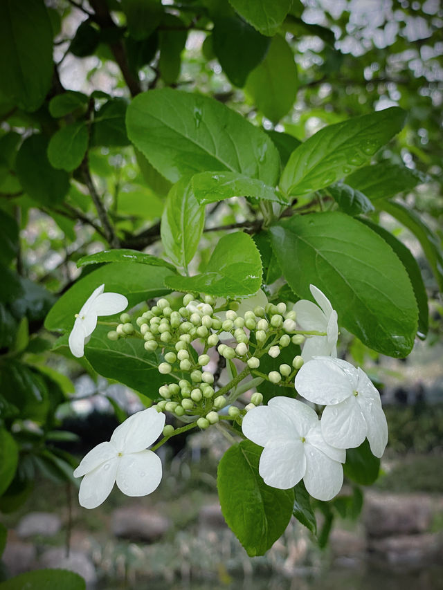 在柯橋｜遇見鬱金香花海