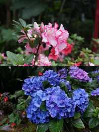 《桂林植物園：攝影愛好者的天堂》