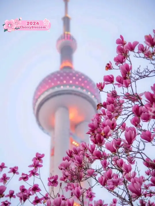 Shanghai is all Pink and Gorgeous 🌸❤️