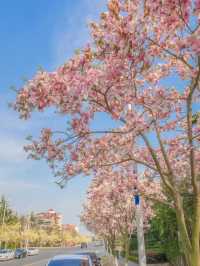 Exploring Hai'an Road's Floral Delights 🌸