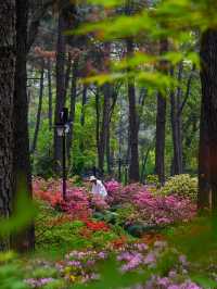 杭州驚現莫奈花園，春日天花板公園