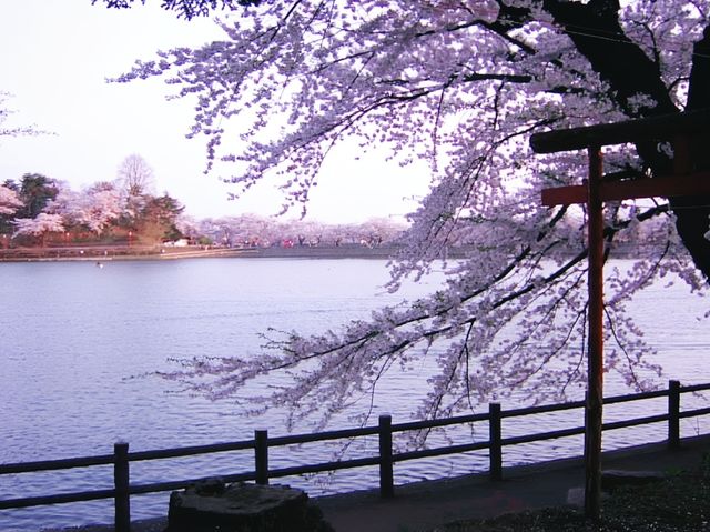Sakura and Bird Paradise