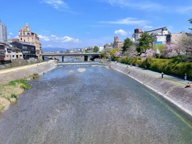 京都の花見｜鴨川のほとりでのんびりピクニック