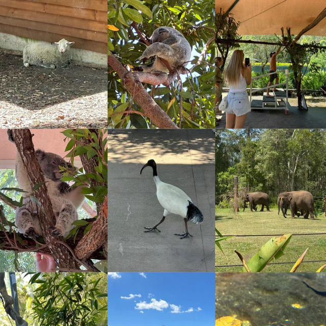 Australia Zoo have animals around world🦘🇦🇺