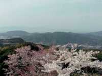 Sakura Alley In Minamata