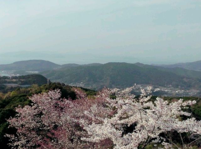 Sakura Alley In Minamata