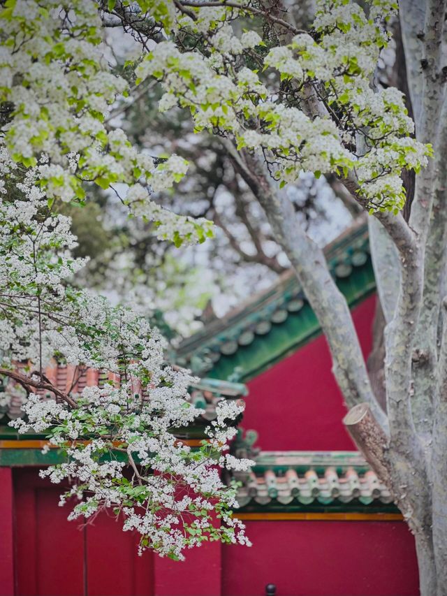 團城三白‖百花齊放春滿園