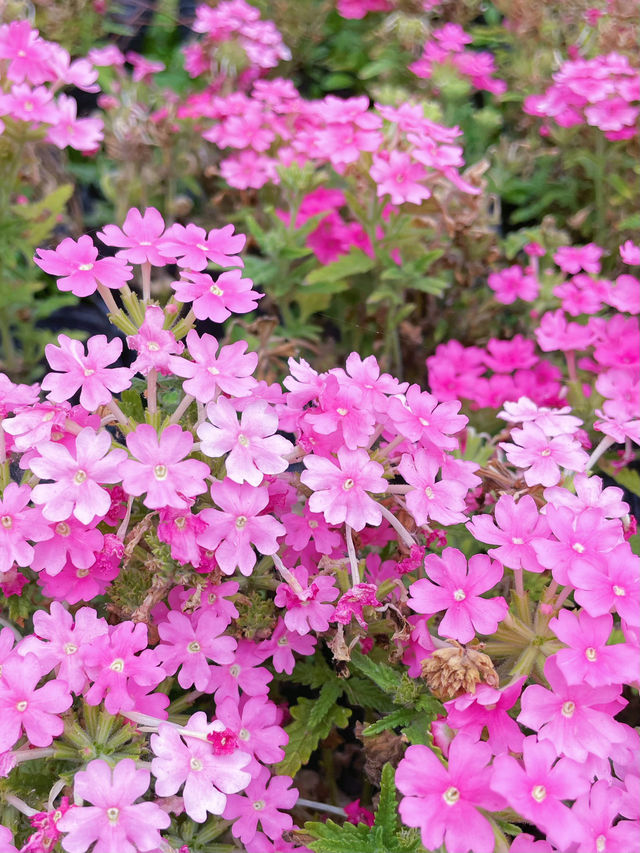 鄭州人民公園你玩得可真花啊附賞花攻略乾貨