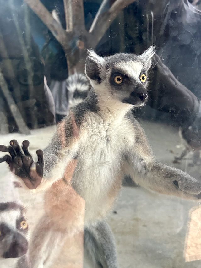 想當飼養員的第n天！！貴州森林野生動物園