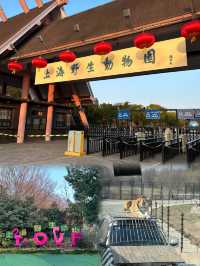 上海野生動物園攻略：春日親子遊，歡樂無限！