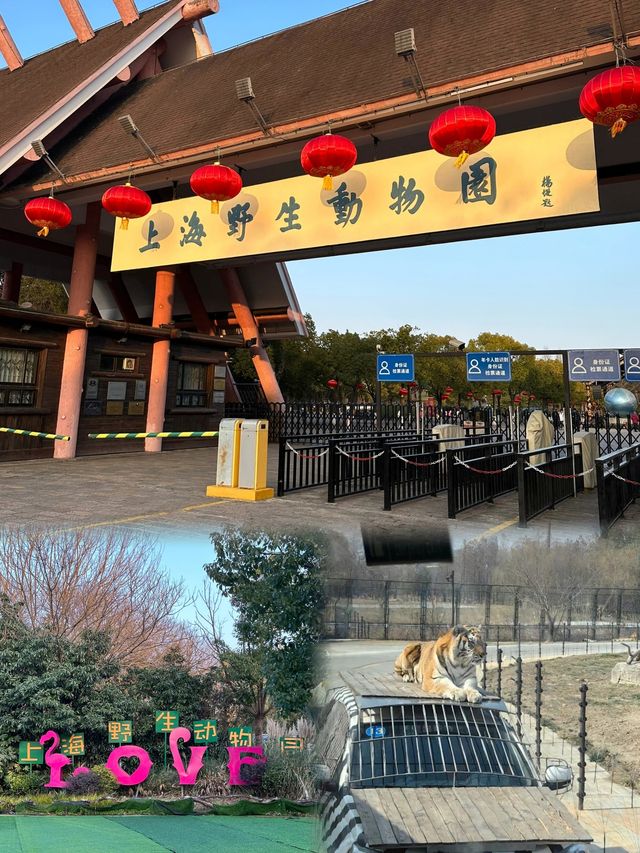 上海野生動物園攻略：春日親子遊，歡樂無限！