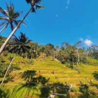 Bali Swing to Rice Trails 🌾 