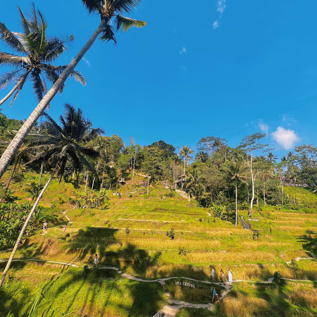  Bali Swing to Rice Trails 🌾 