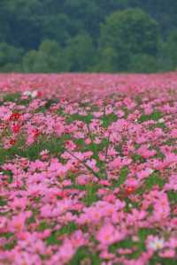 杭州花海 →來銅鑑湖看一場花海落日吧