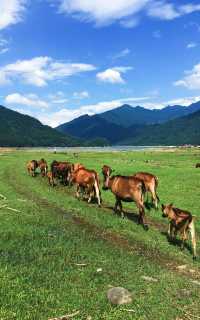 廣州出發周邊遊 草原牛羊大山好治癒呀