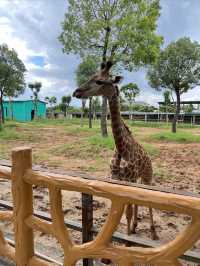 廣西遛娃打卡勝地 · 平南雄森動物大世界