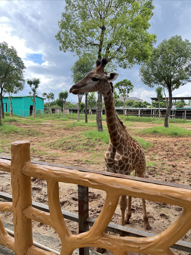 廣西遛娃打卡勝地 · 平南雄森動物大世界