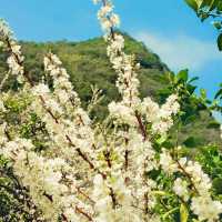 【8月好去處】游清遠水浪花谷，如入仙境
