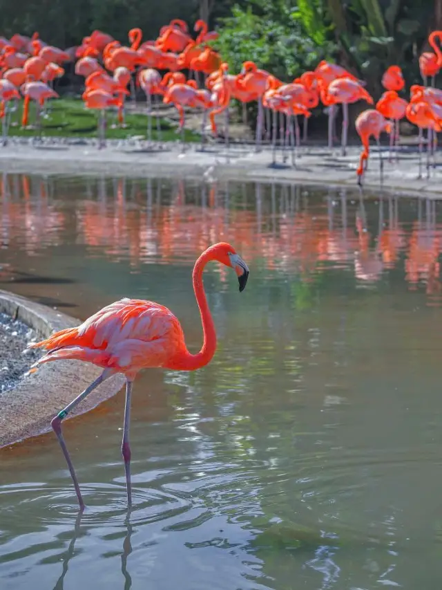 🌴 Explore San Diego's Top Attractions 🎢