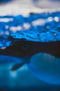 大魚小魚𝑩𝒍𝒖𝒆天津極地海洋度假