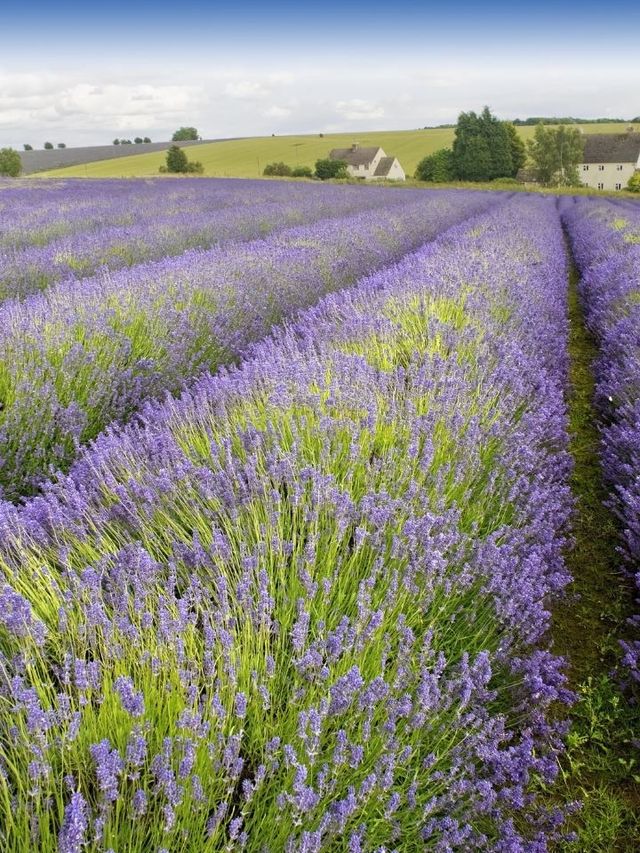 🌟 Cotswolds Charm: Top Stay at Foxhill Manor 🏰✨