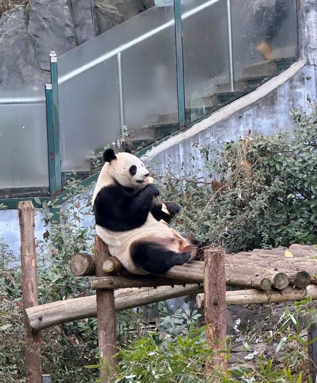 南京紅山動物園遊玩指南  | 超實用攻略