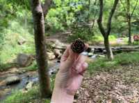 太子坑森林公園，隱藏於都市喧囂之外的綠色寶地