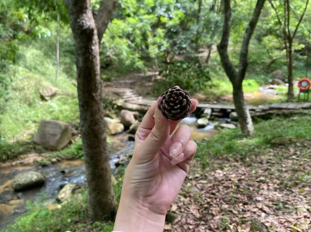 太子坑森林公園，隱藏於都市喧囂之外的綠色寶地