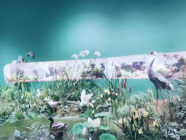 大運河博物館。