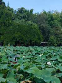 富樂山公園。