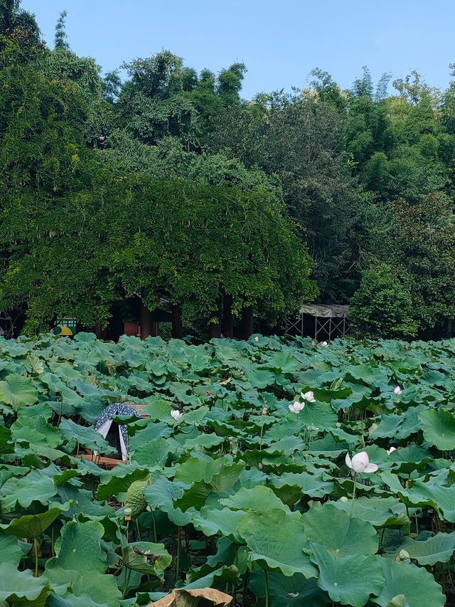 富樂山公園。