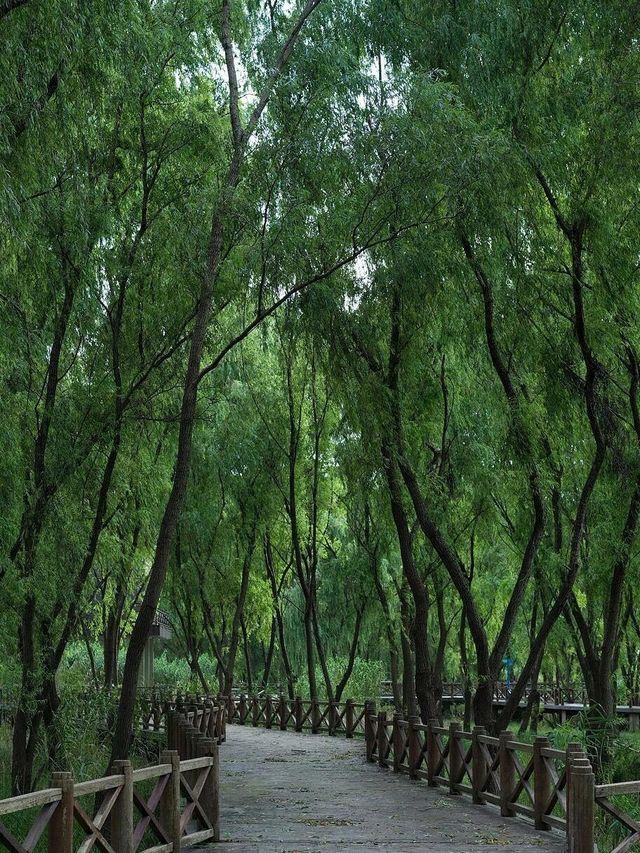 南京魚嘴濕地公園。