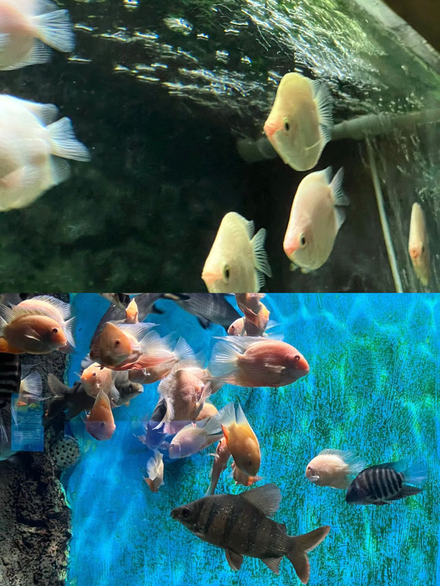 長沙海底世界。