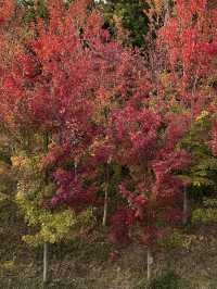 西安｜聽說雁南公園的楓葉都紅了。