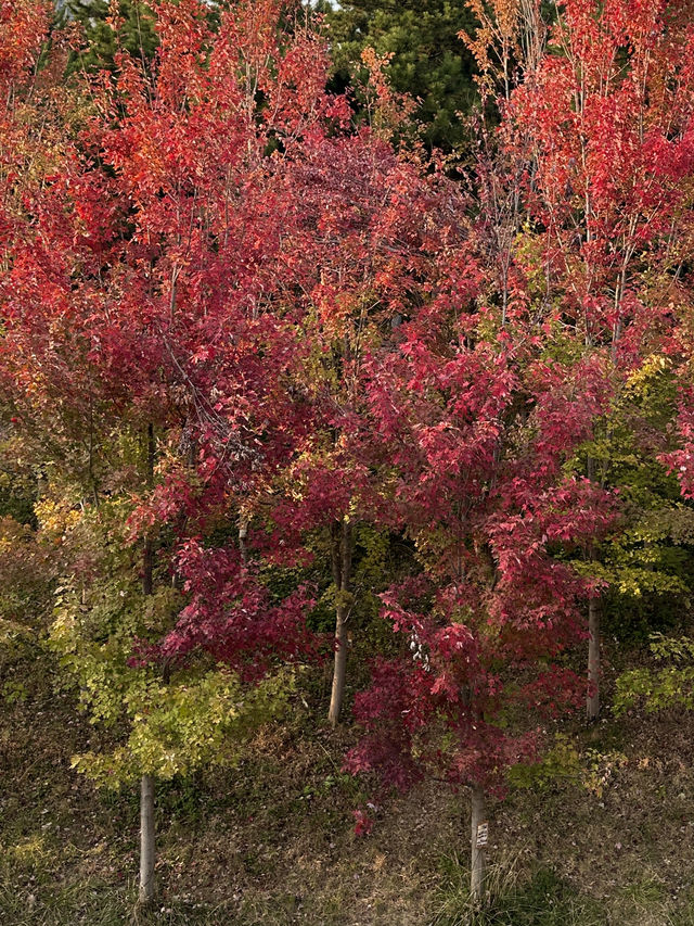 西安｜聽說雁南公園的楓葉都紅了。