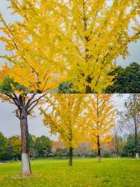不用去京都，在武漢咱也能看紅葉。