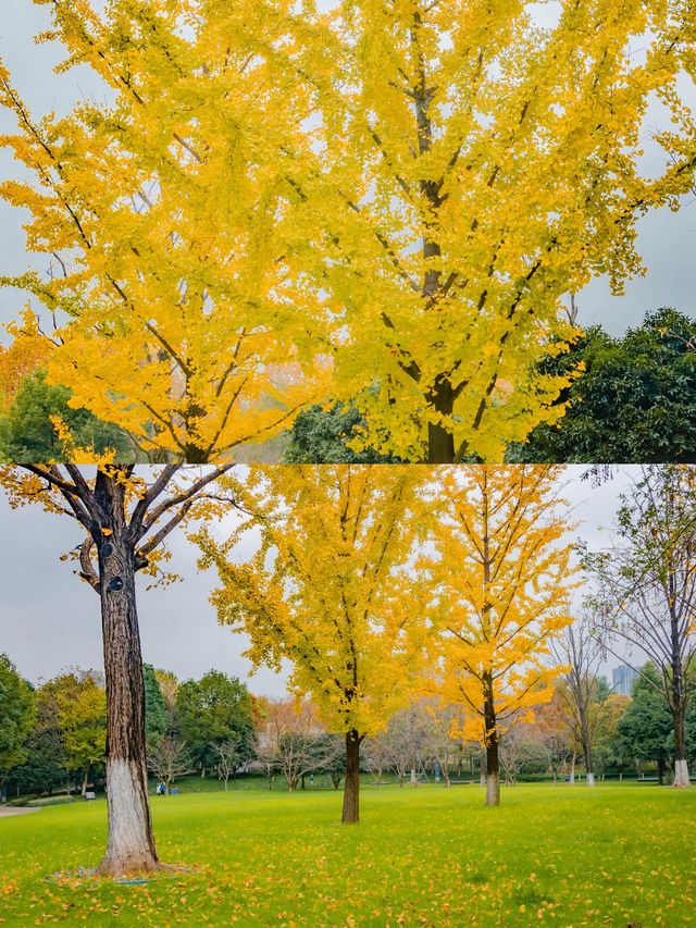 不用去京都，在武漢咱也能看紅葉。