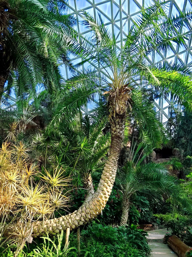 一個超級夢幻的地方青島世博園植物園！！！。
