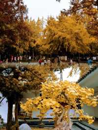 成都百花潭公園，賞銀杏景觀園。