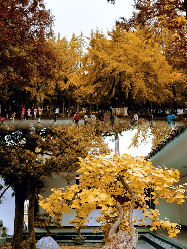 成都百花潭公園，賞銀杏景觀園。