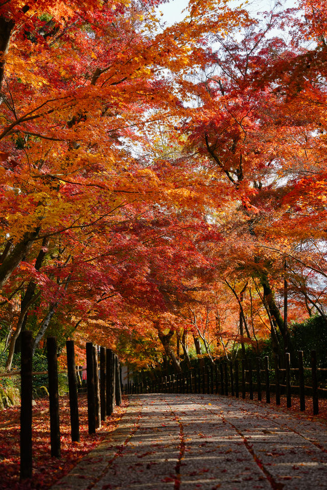 京都｜人少而至美，長岡京光明寺。