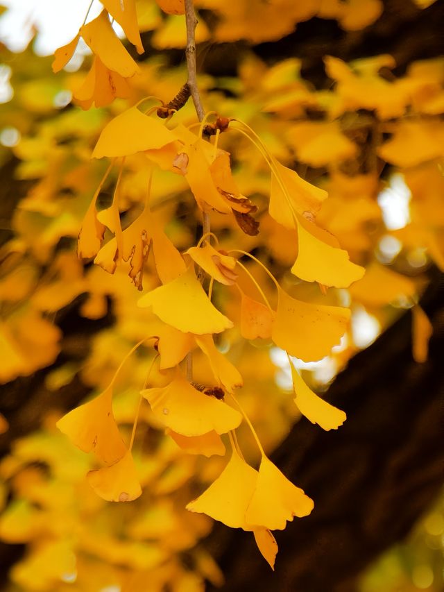 成都 | 賞銀杏遊玩的好去處（附人民公園攻略）。