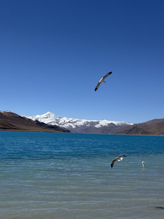 初次來庫拉岡日雪山-白馬錯跟我一起 Citywalk 吧 初次來庫拉岡日雪山-白馬錯跟我一起 Citywalk 吧
