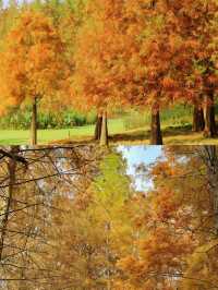 漫步湖畔綠道：享受悠閒時光