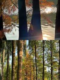 森林公園落羽松美得像莫奈油畫！！12月19日現場直播
