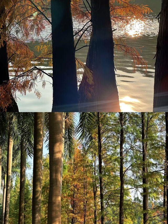 森林公園落羽松美得像莫奈油畫！！12月19日現場直播