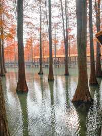 青西郊野公園