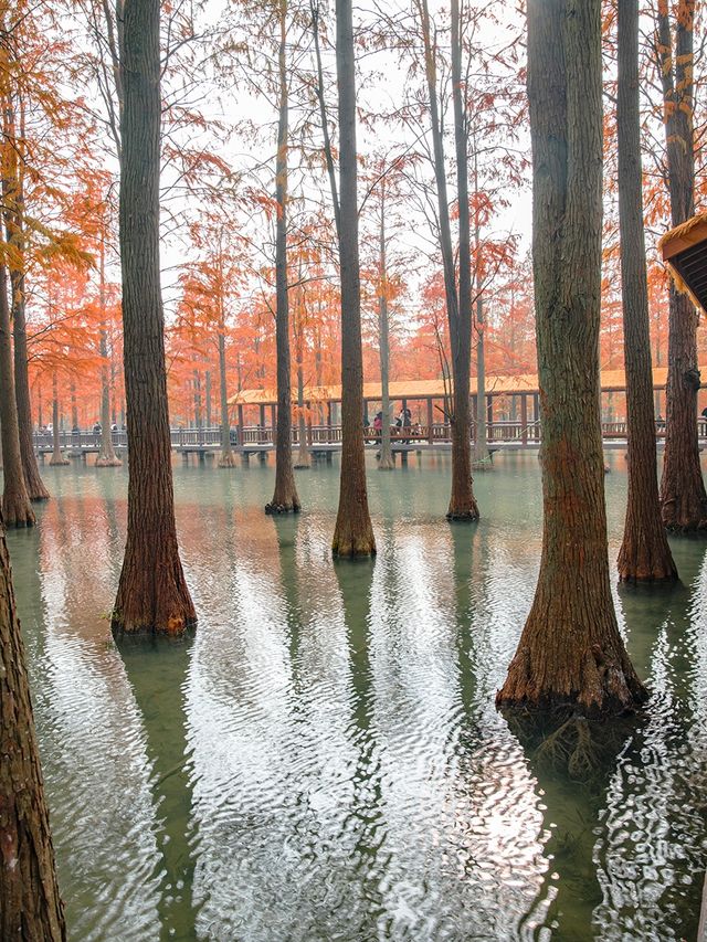 青西郊野公園