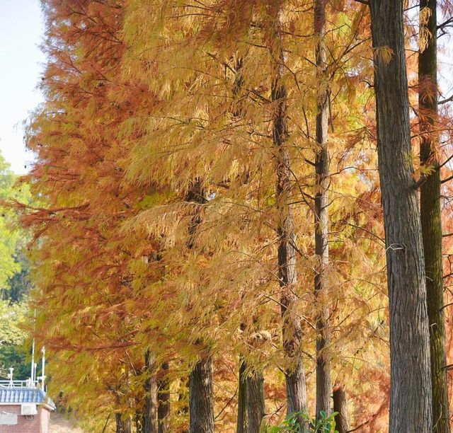 佛山三水森林公園